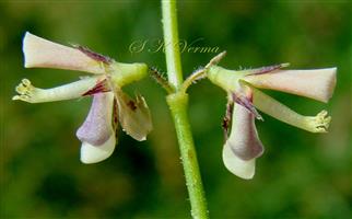  Flower pair